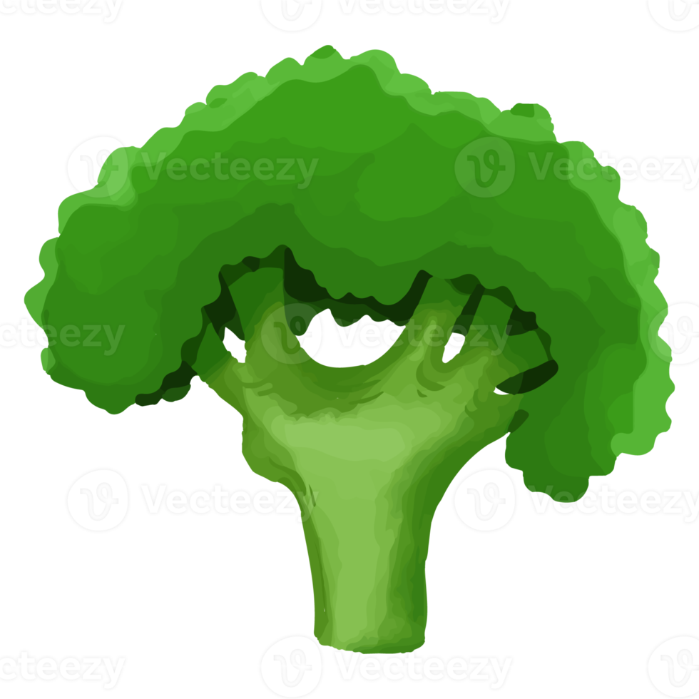 Watercolor Broccoli, Hand painted vegetables clipart png