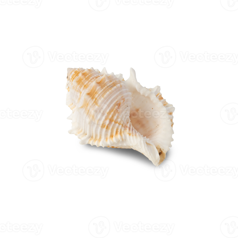 Seashell cutout, Png file