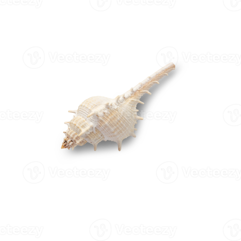 Seashell cutout, Png file