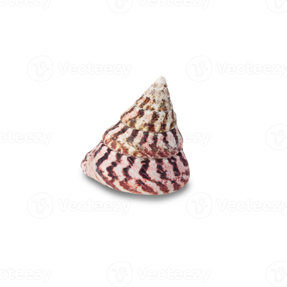 Seashell cutout, Png file