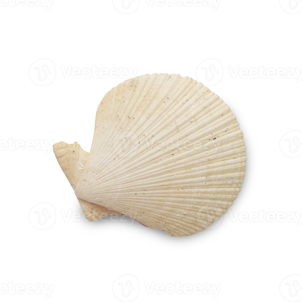 Seashell cutout, Png file