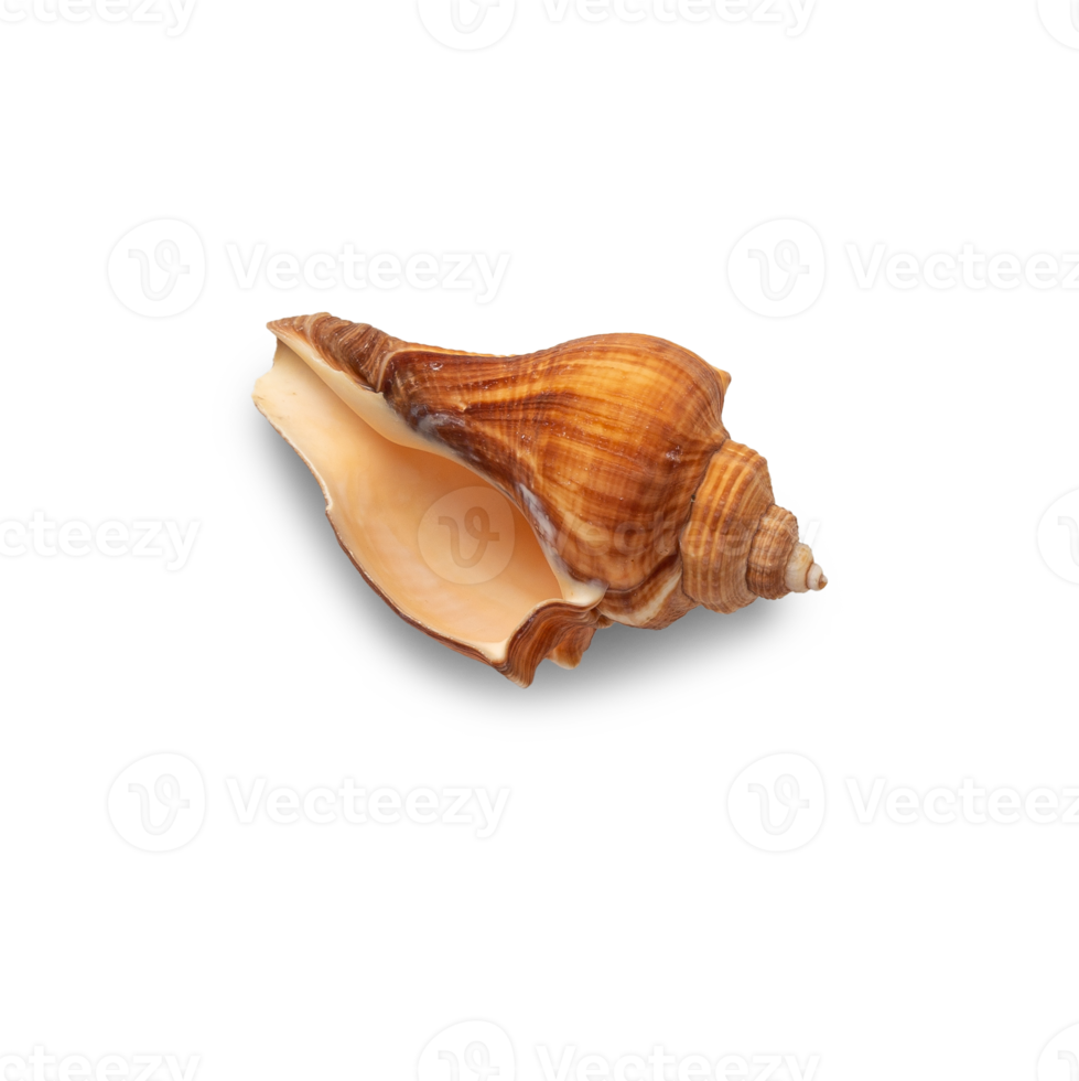 Seashell cutout, Png file