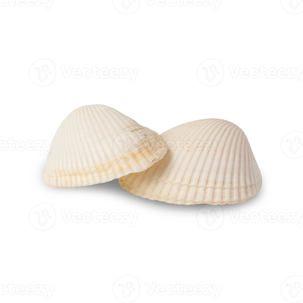 Seashell cutout, Png file