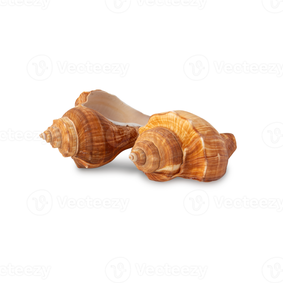 Seashell cutout, Png file