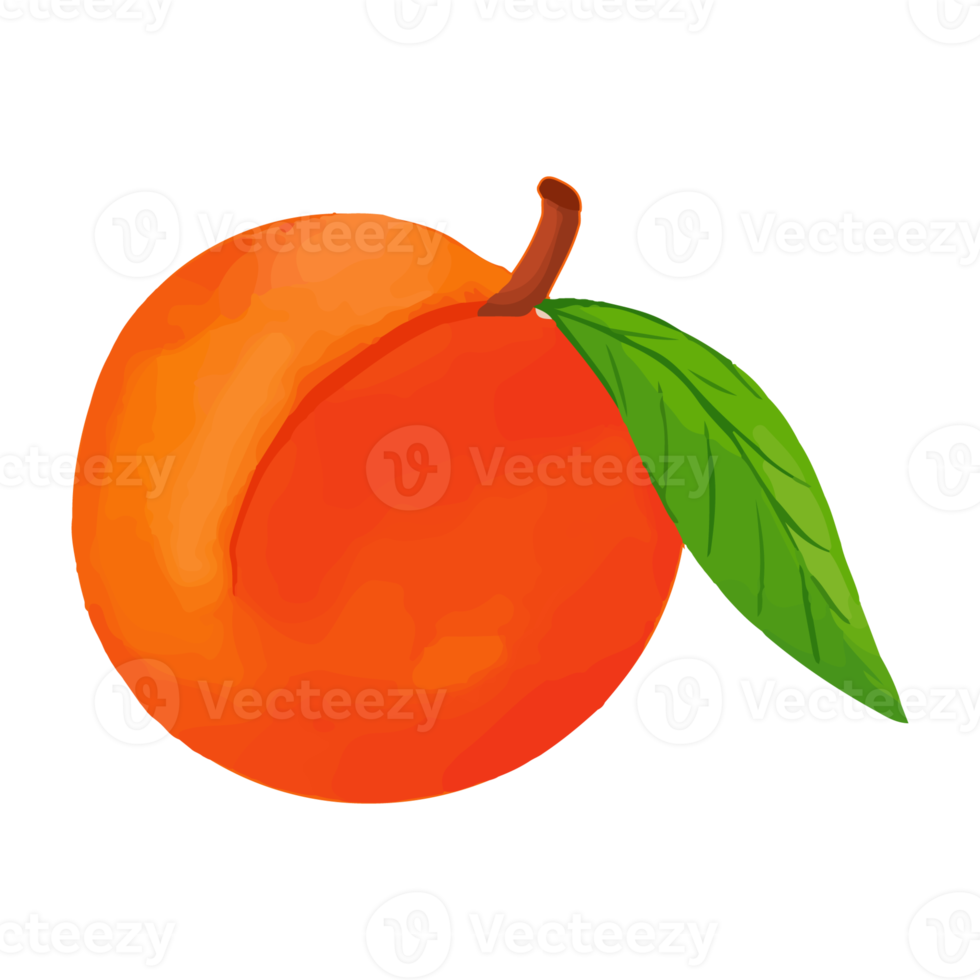 Watercolor Peach, Hand painted fruit clipart png