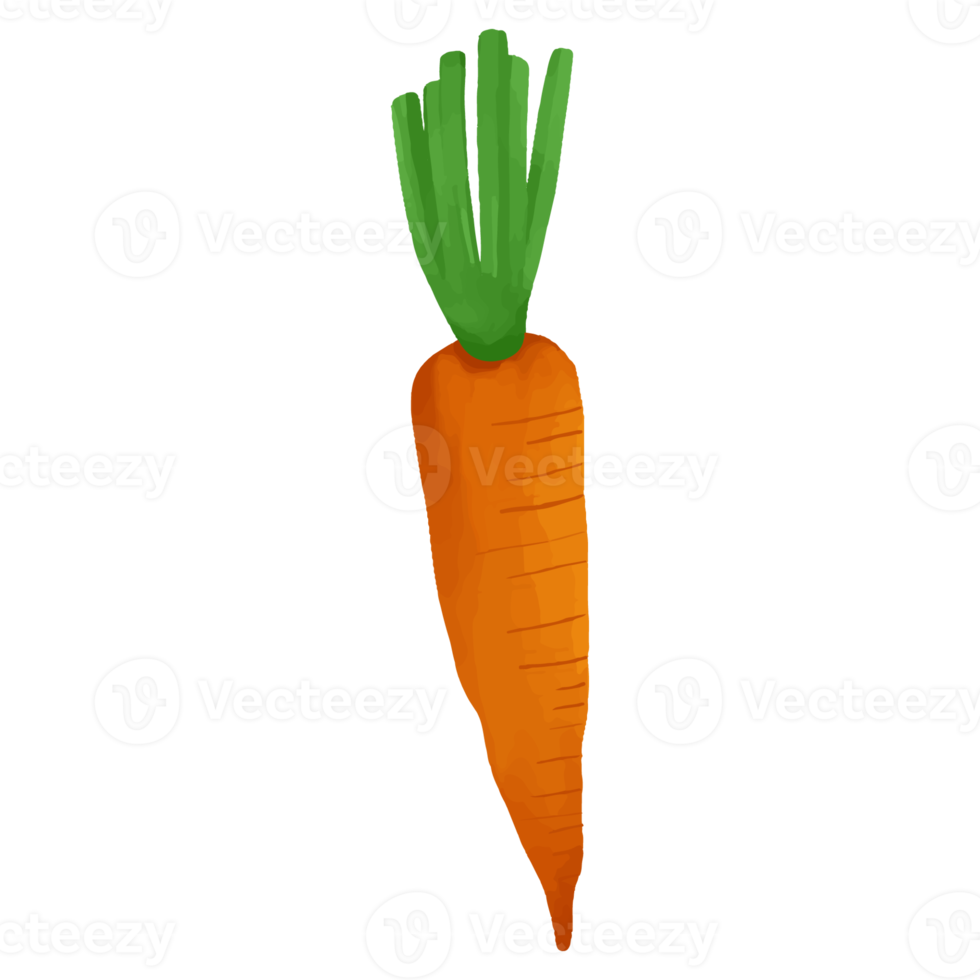 acuarela zanahoria, clipart de verduras pintadas a mano png