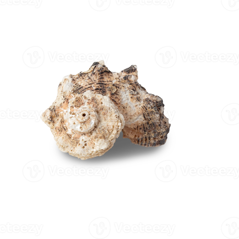 Seashell cutout, Png file