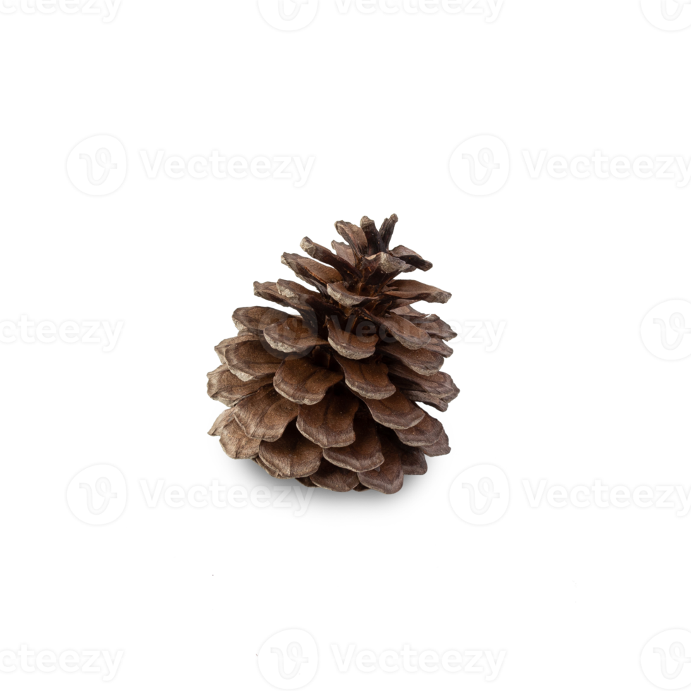 Pine cone cutout, Png file