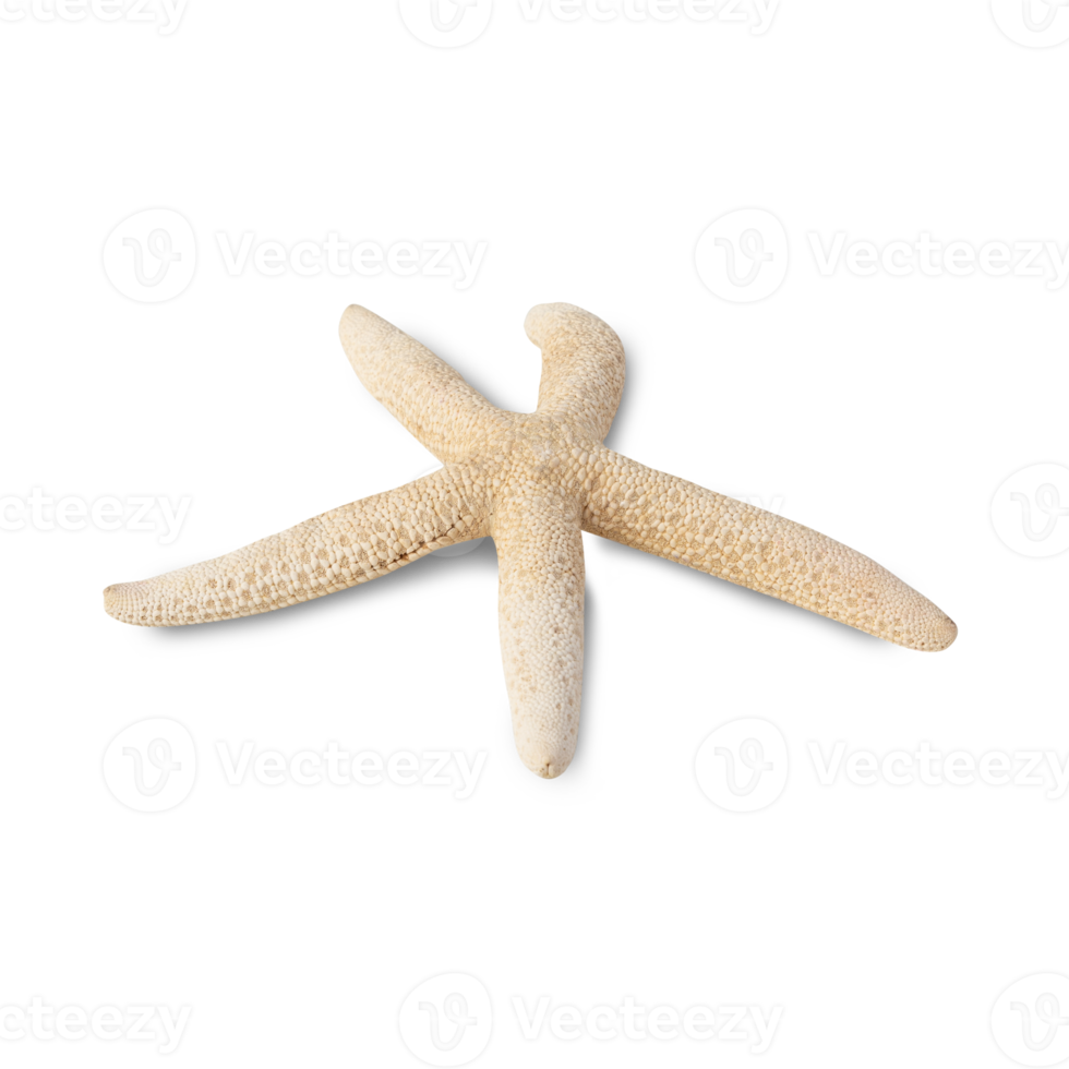 Starfish cutout, Png file