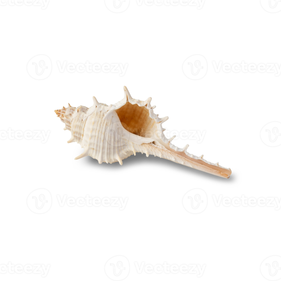 Seashell cutout, Png file