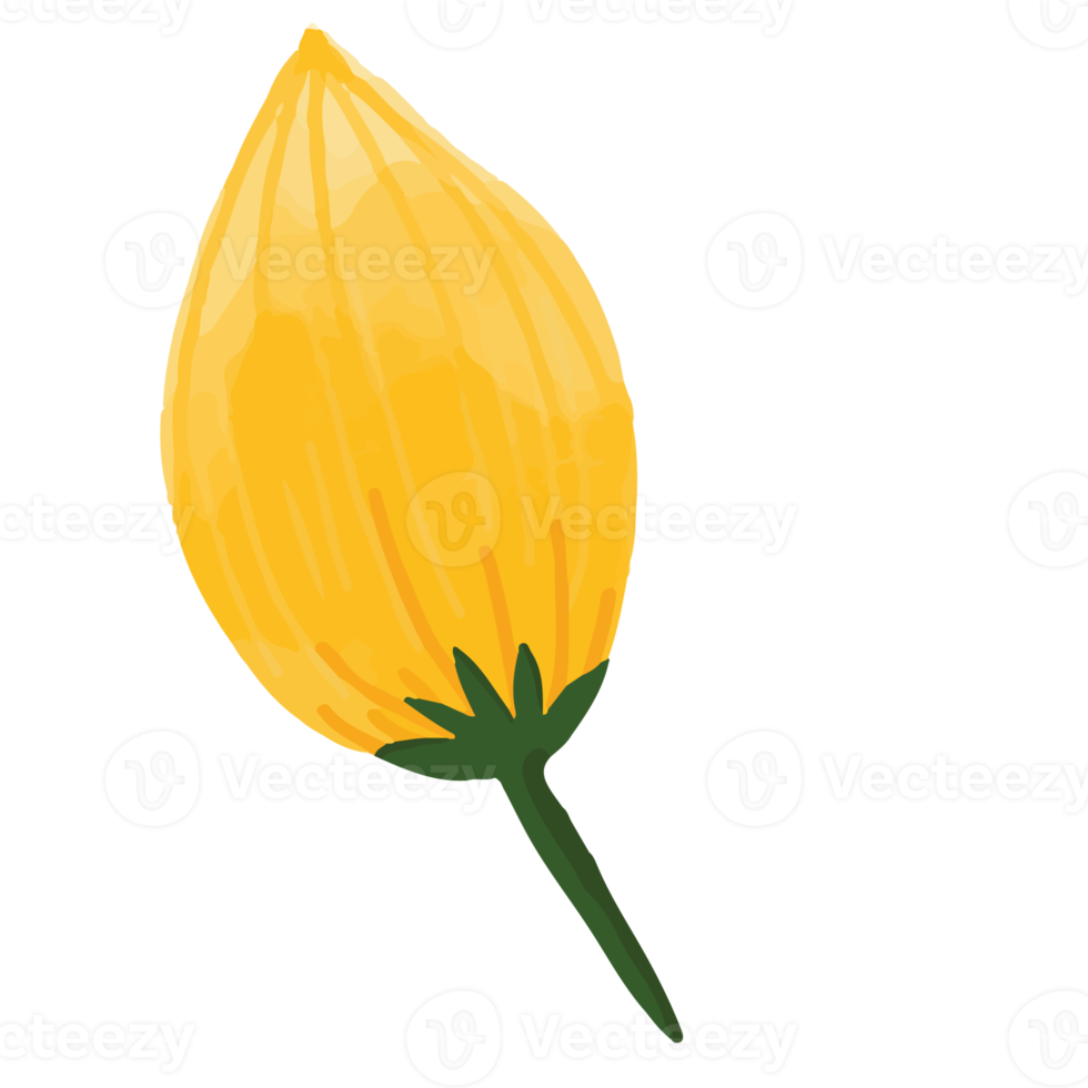 Watercolor flower, Flora clipart png