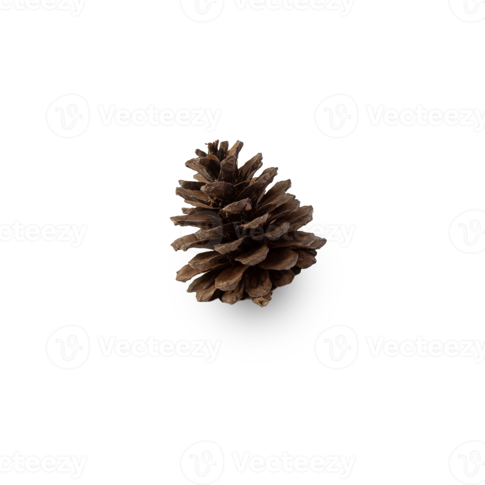 Pine cone cutout, Png file