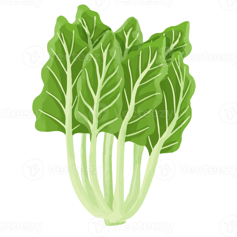 Watercolor Kale, Hand painted vegetables clipart png