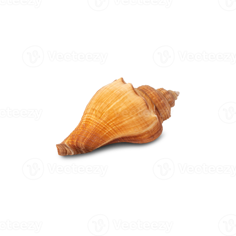 Seashell cutout, Png file