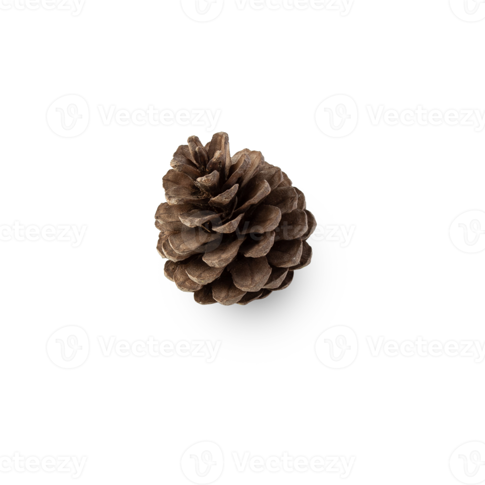 Pine cone cutout, Png file