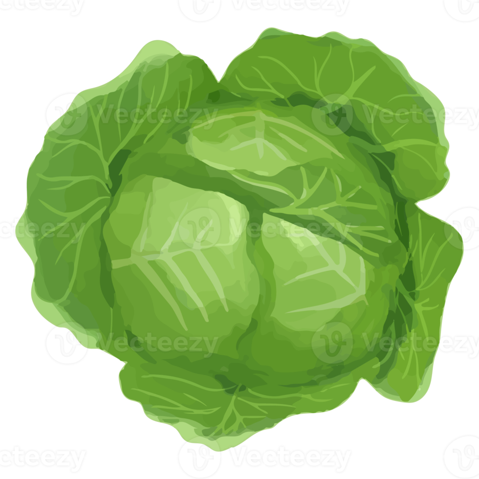 cavolo dell'acquerello, clipart di verdure dipinte a mano png