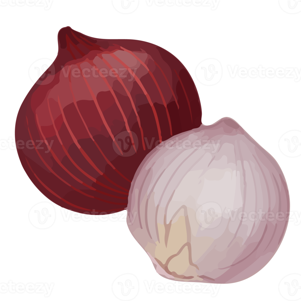 aquarellzwiebel, handgemaltes gemüse clipart png