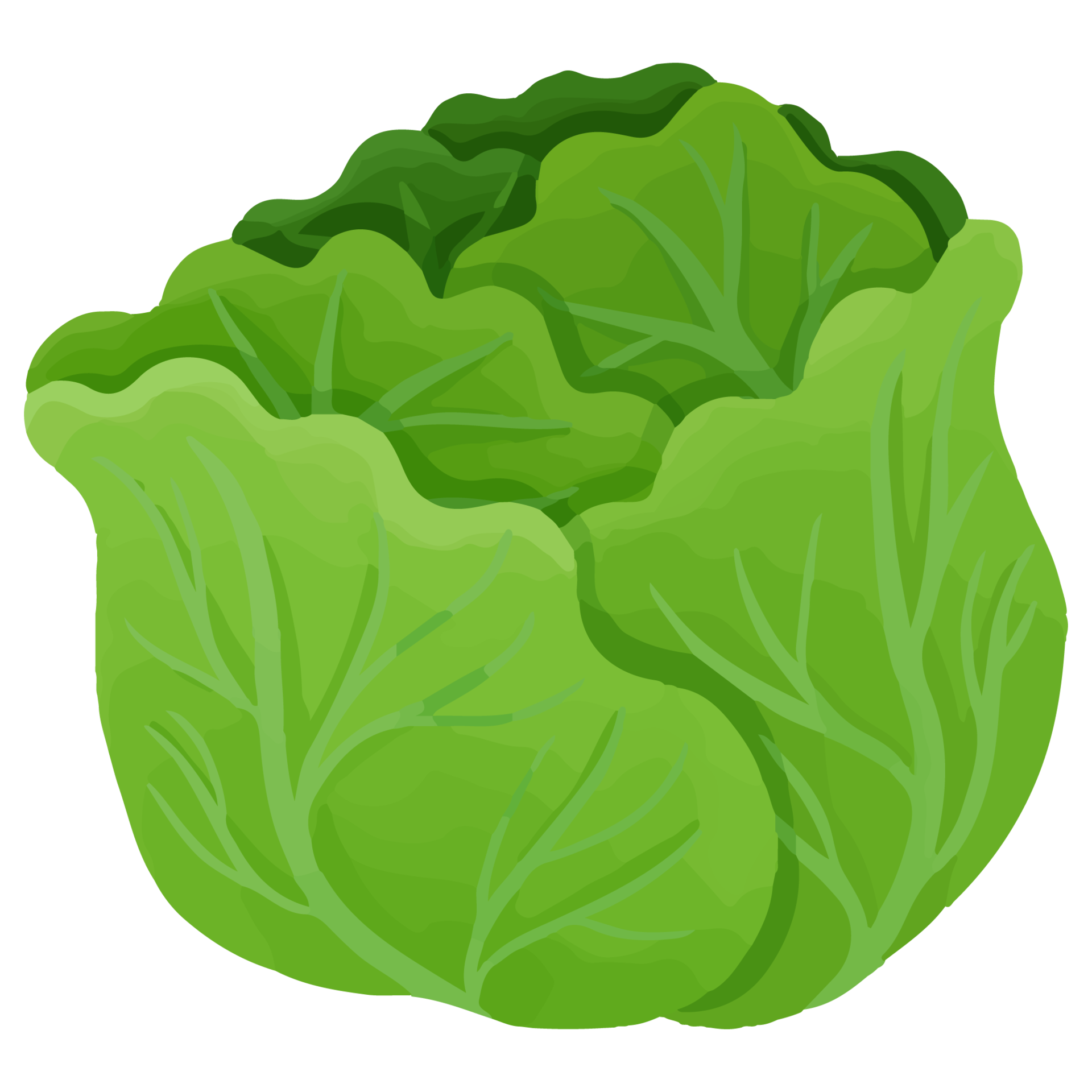 Watercolor Cabbage, Hand painted vegetables clipart 8520935 PNG