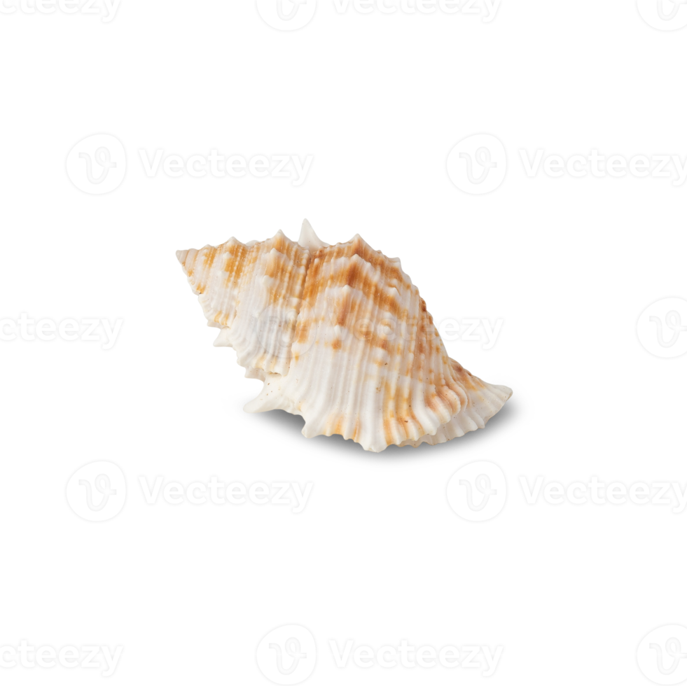 Seashell cutout, Png file