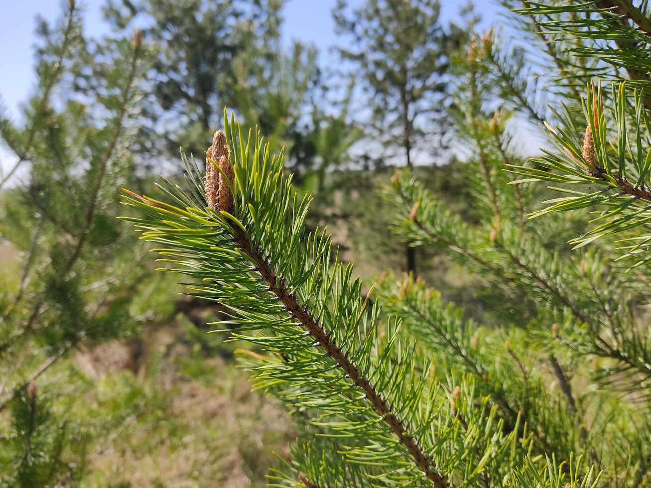 Pine twigs on the background of the autumn forest. photo