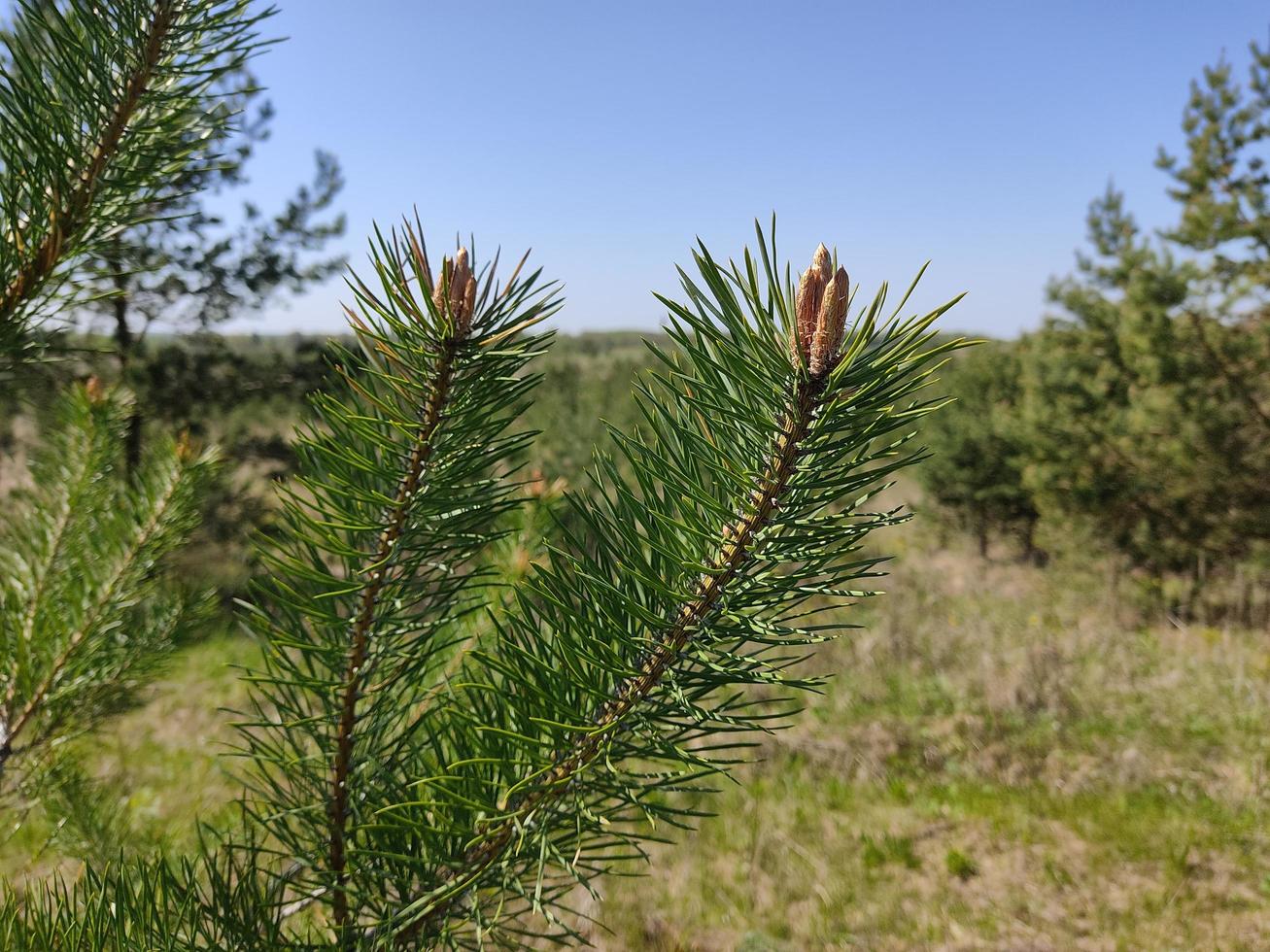 Pine twigs on the background of the autumn forest. photo