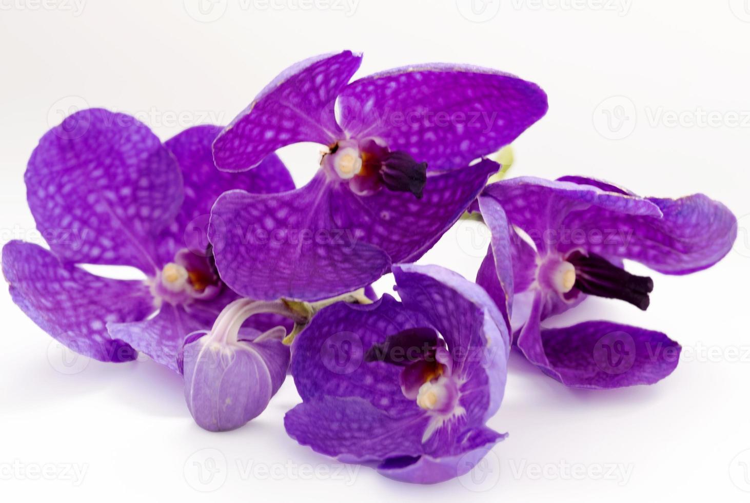 Thai orchid flowers on a white background photo