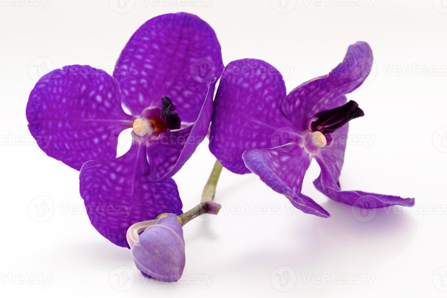 Thai orchid flowers on a white background photo