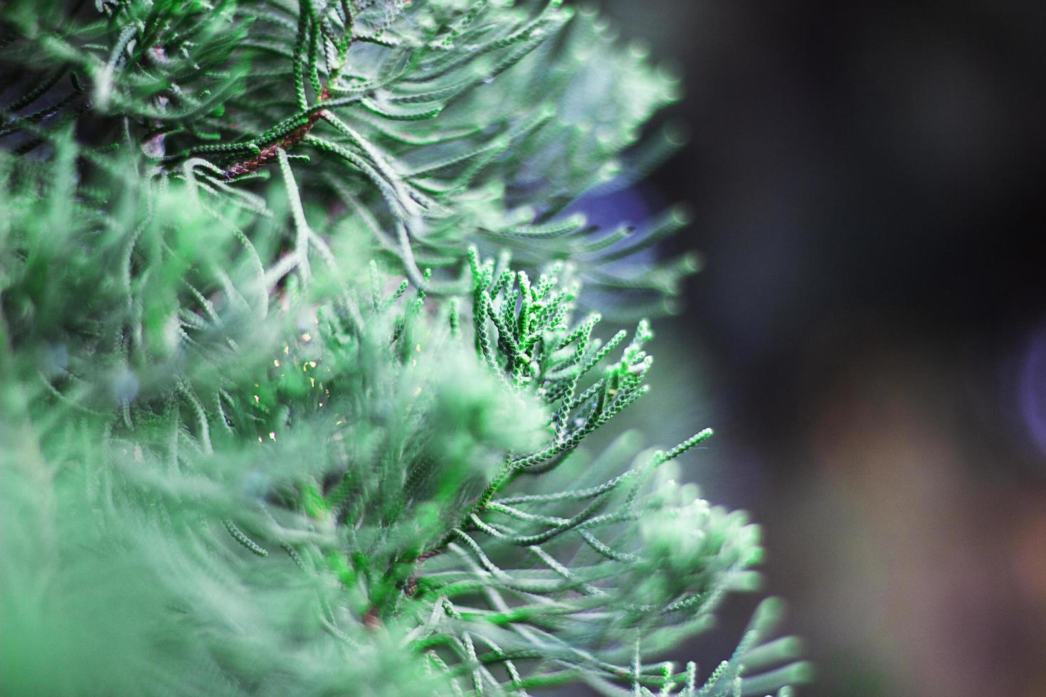 Selective of green pine cones with bokeh leaves. photo