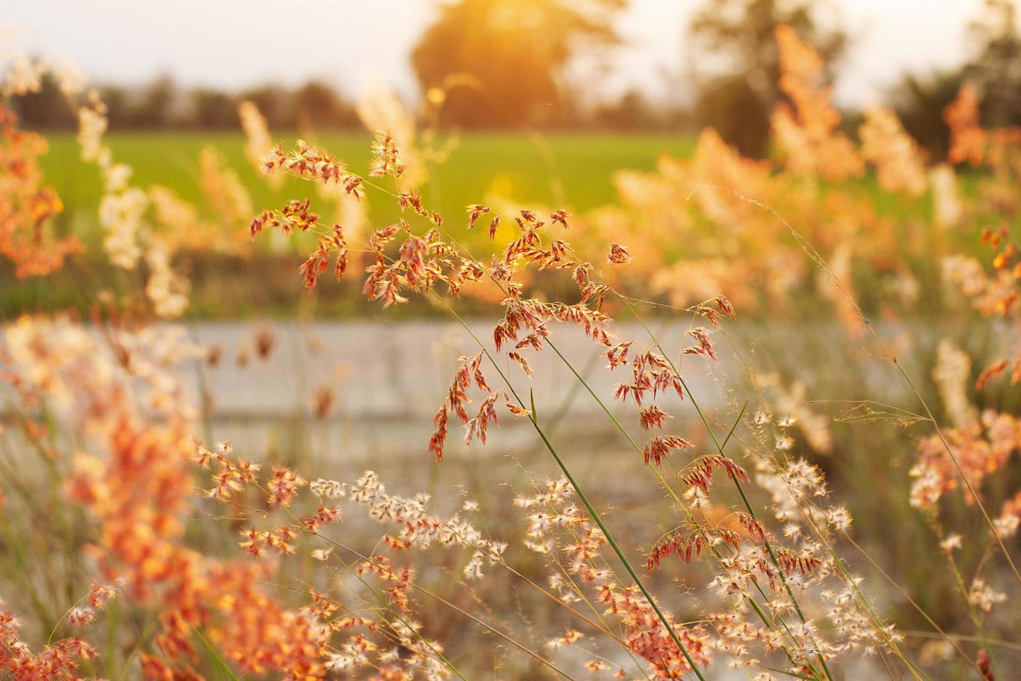 Blur grass background with sunset in the field. photo