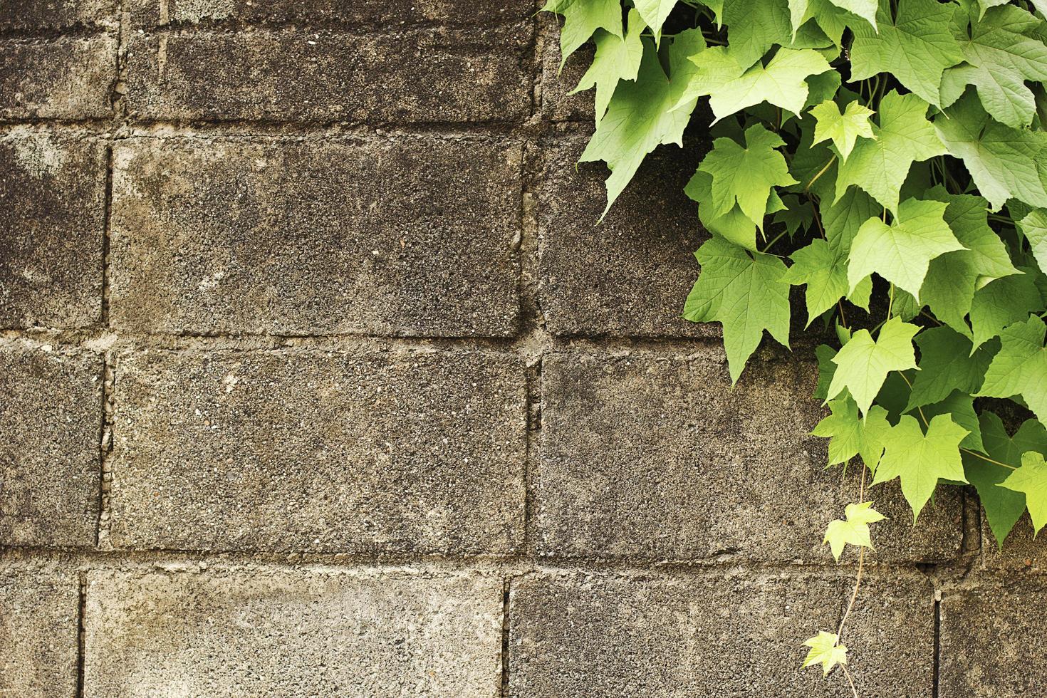 Old stone wall with green leaf as background. photo