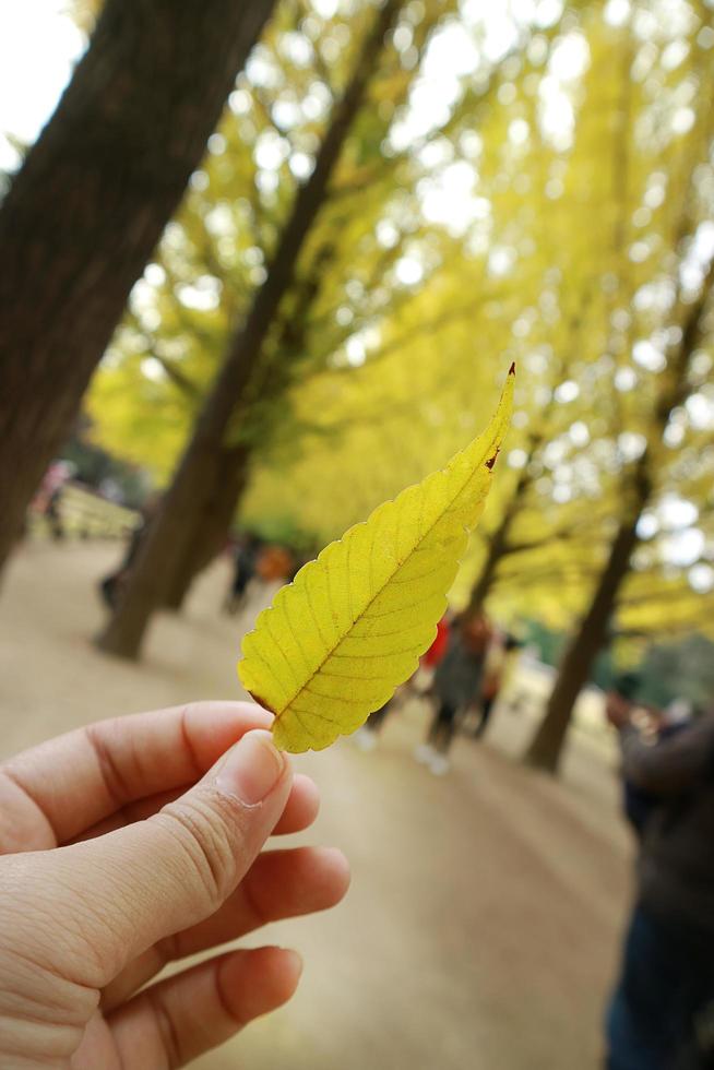 Beautiful yellow leaves in white background photo