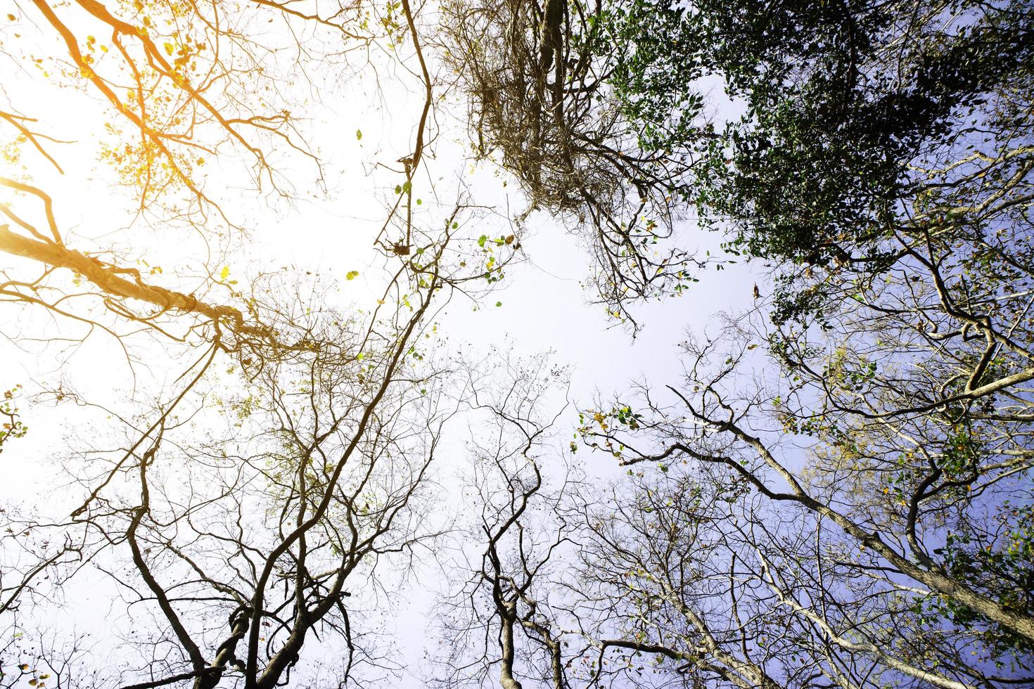 Beautiful autumn season forest with sunset. photo