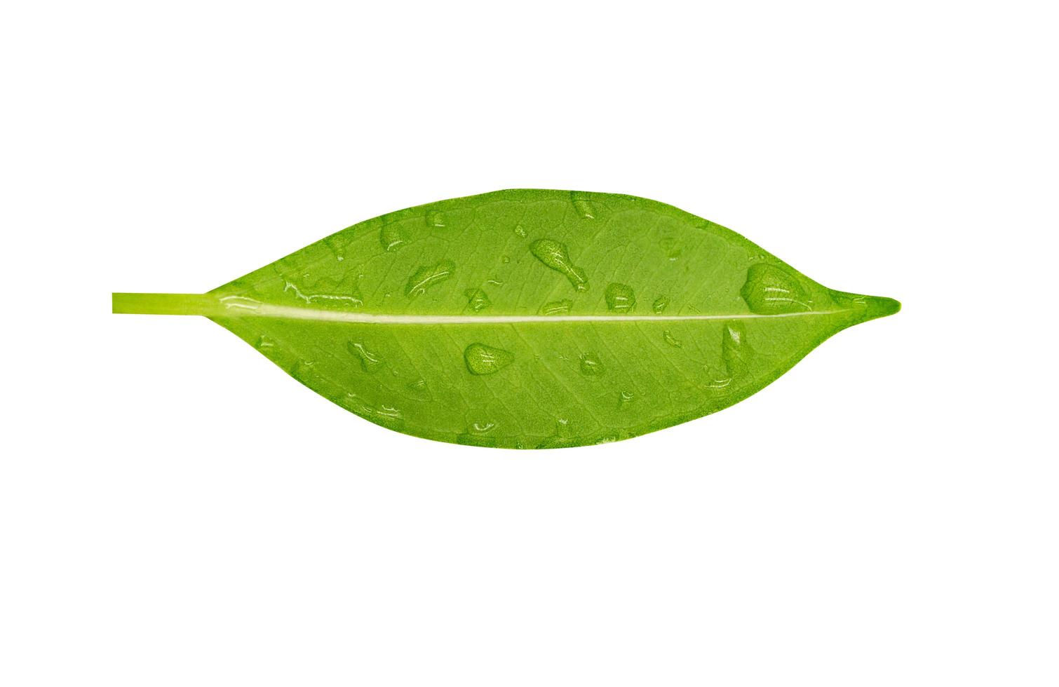 leaf on white background. photo