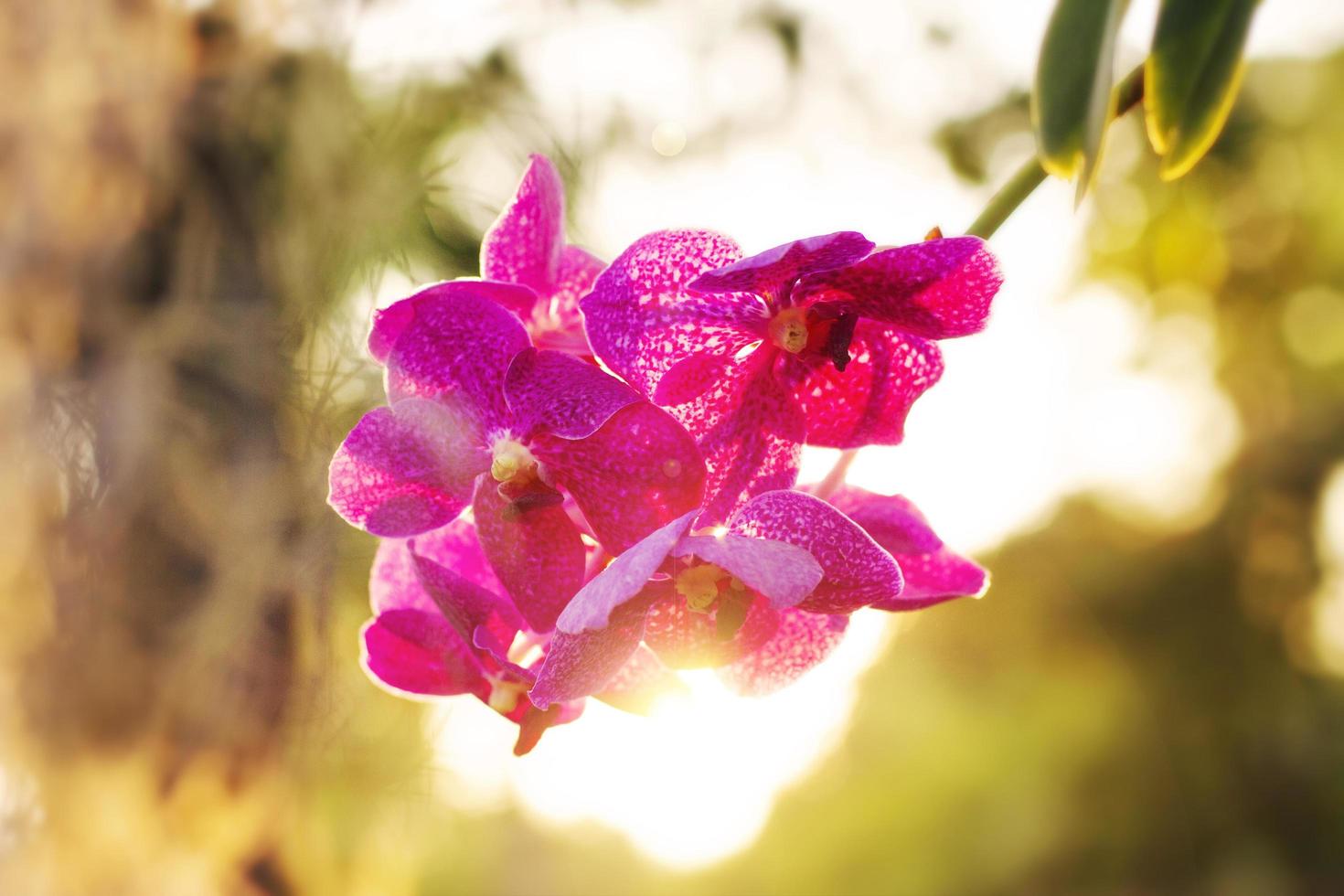 Selective focus and soft focus pink orchid with light nature in the garden. photo