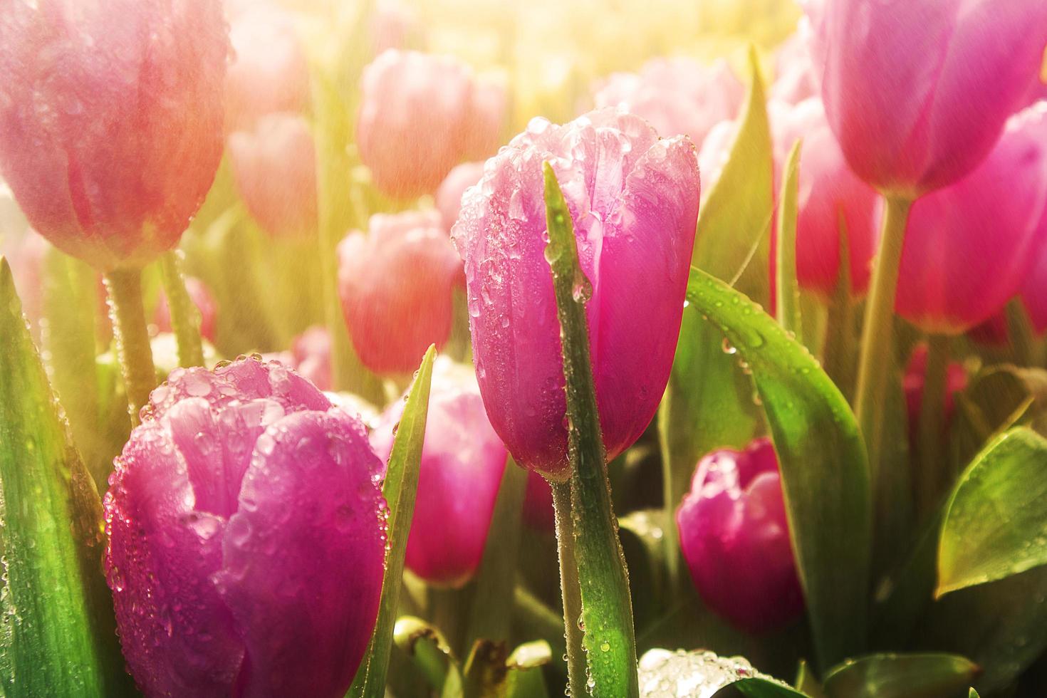 Pink colorful tulips in the garden with natural light. photo