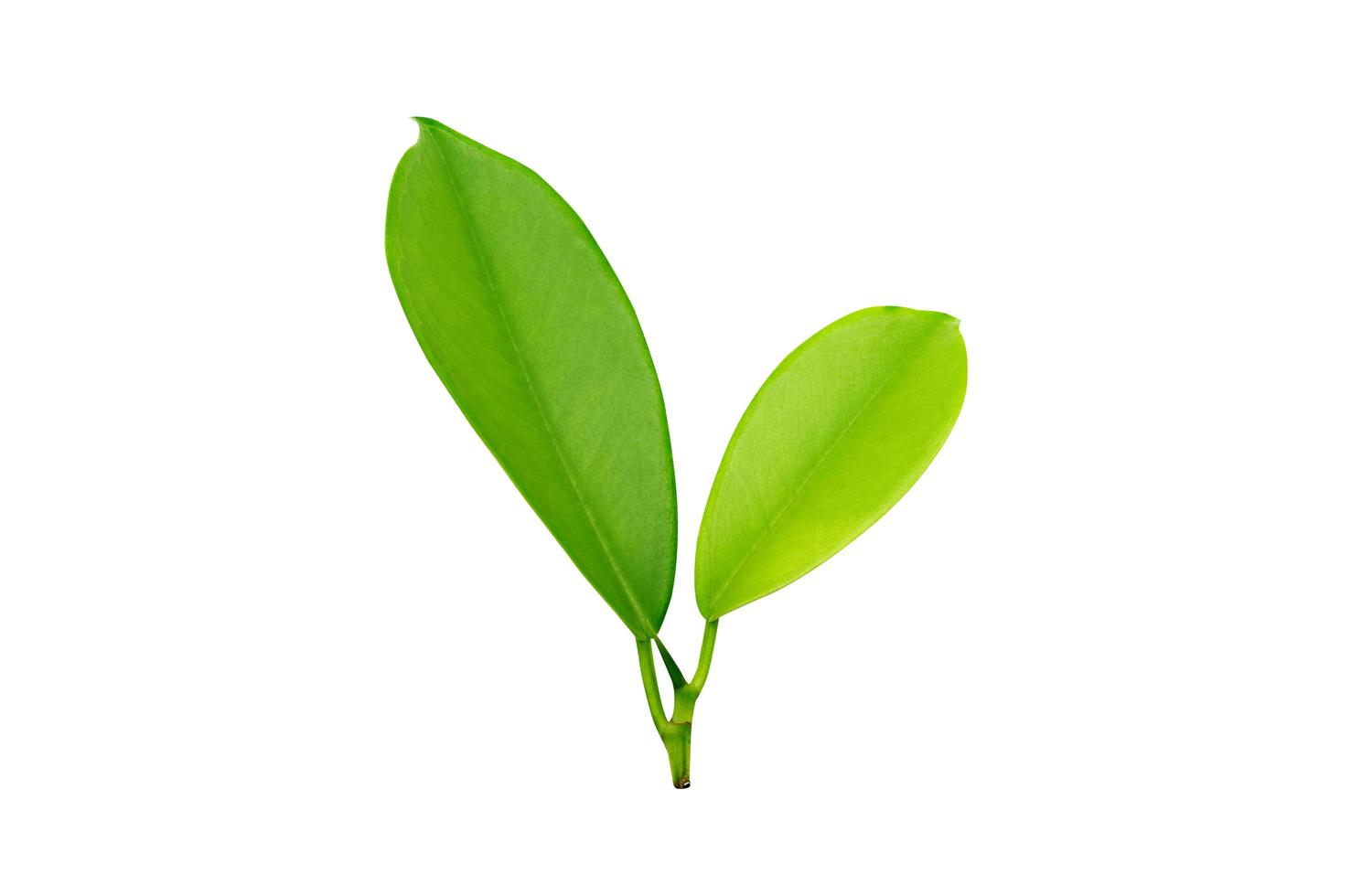 leaf on white background. photo