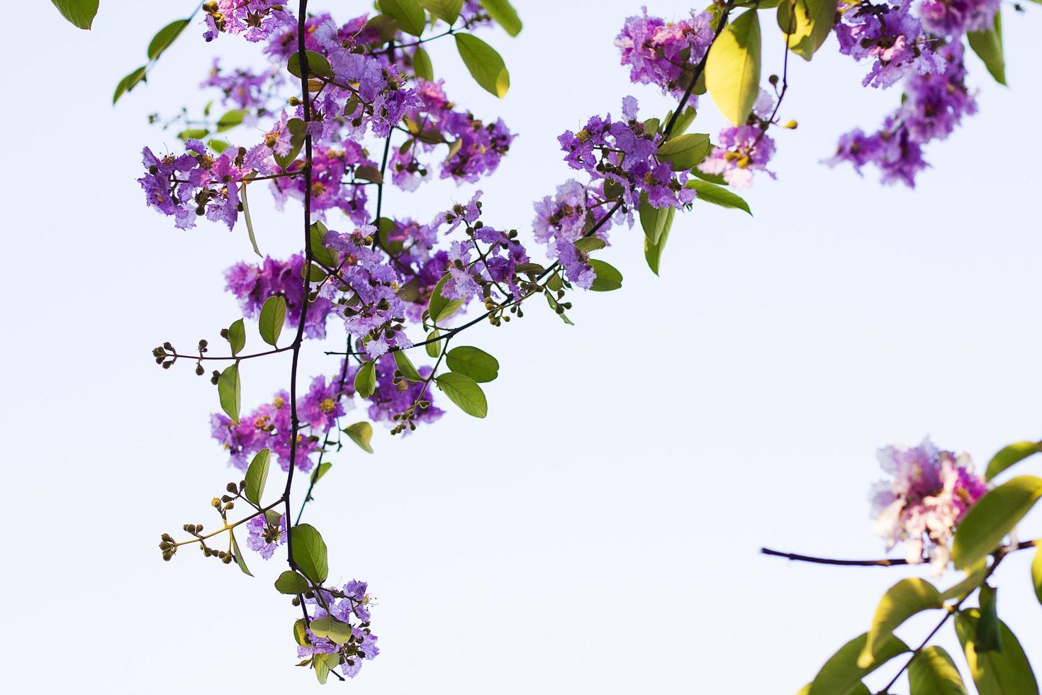 Beautiful Lagerstroemia speciosa flower isolated on white background. photo