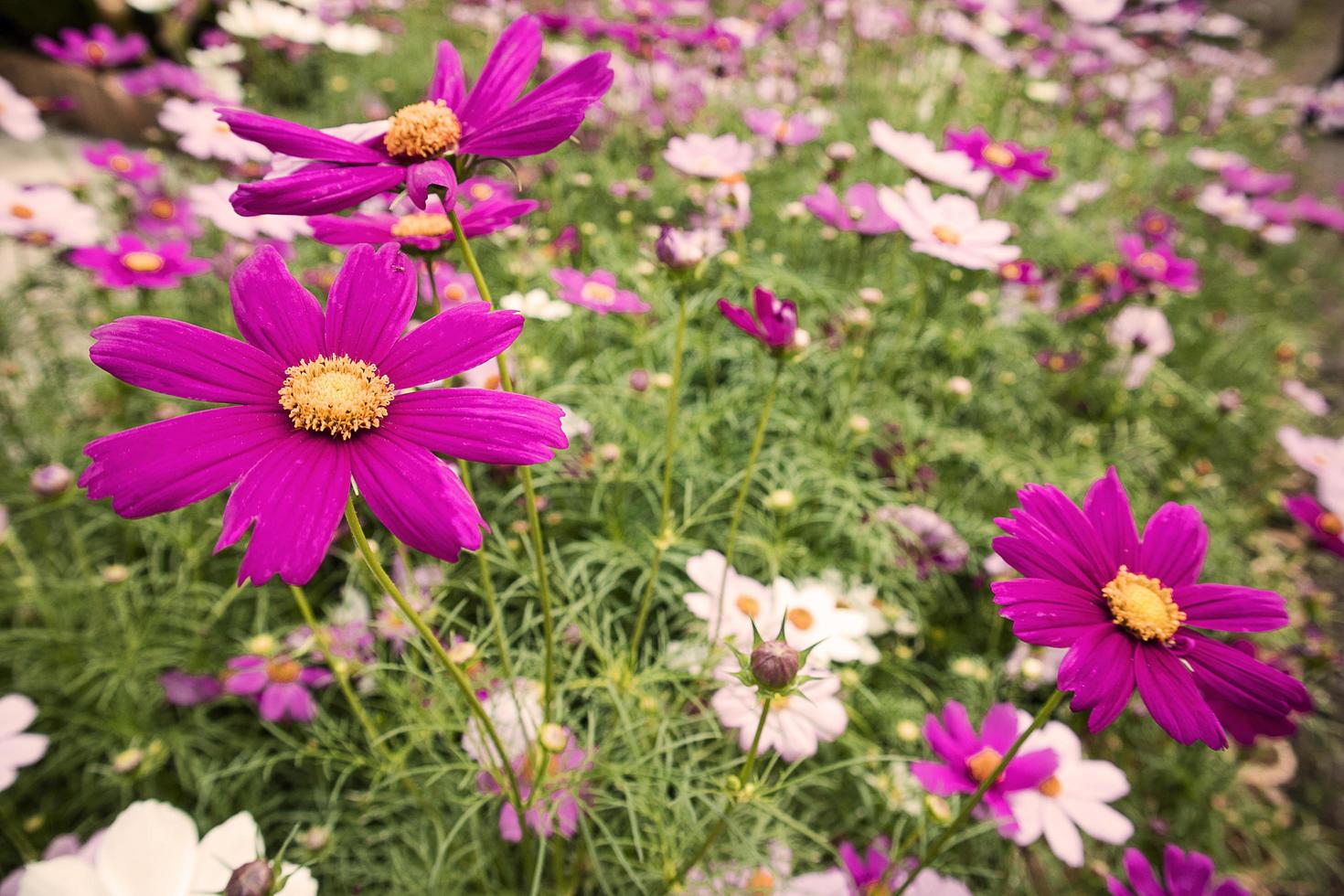grupo de coloridas flores de cosmos que florecen en el jardín. foto