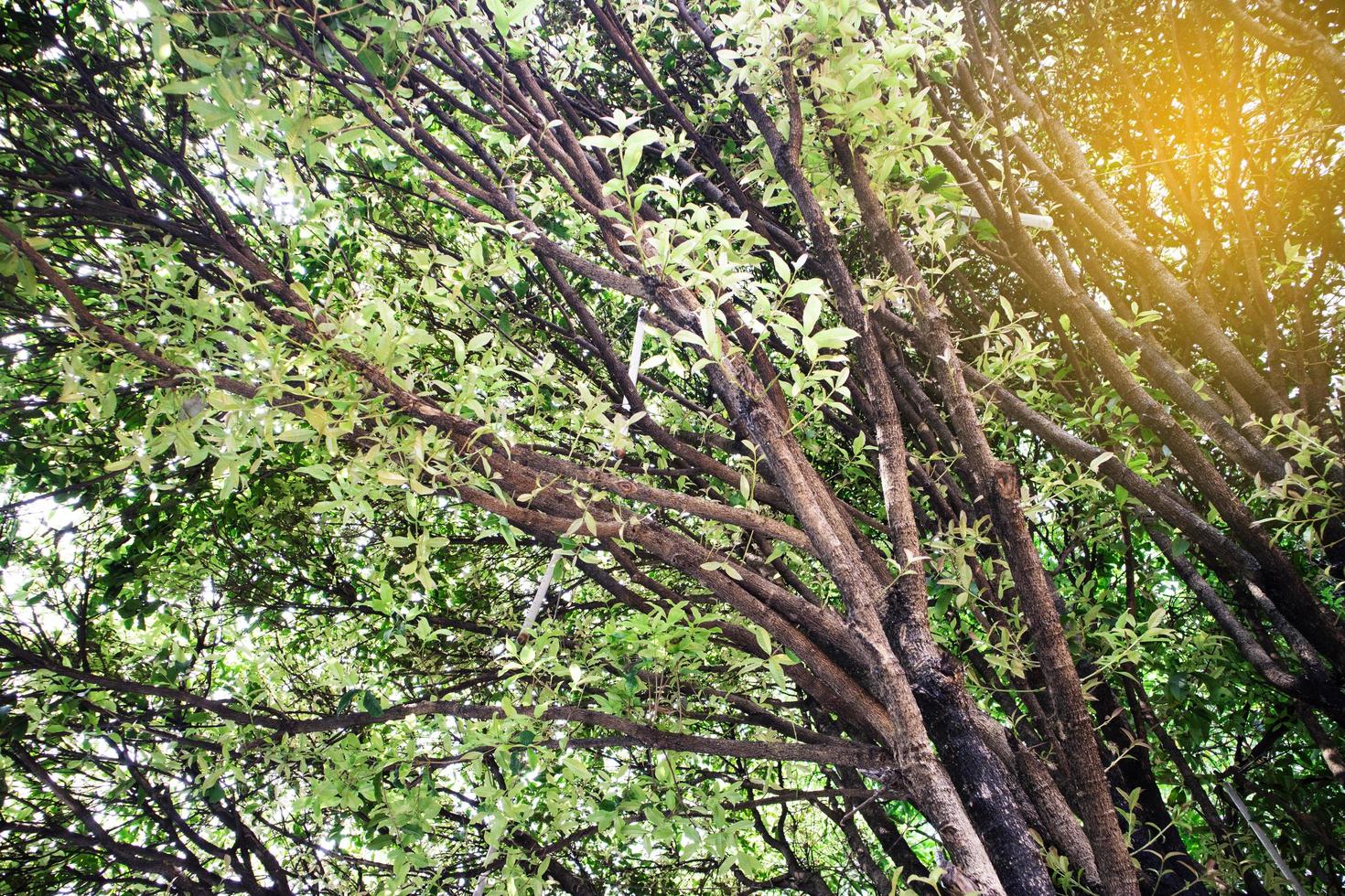 Green leaves and branches background for abstract texture environment. photo