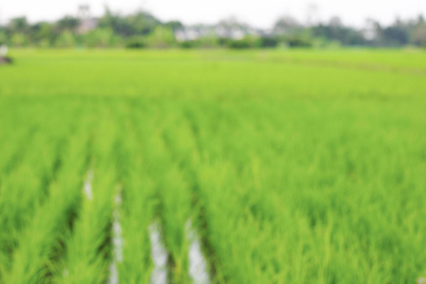 Blur field background with light nature. photo