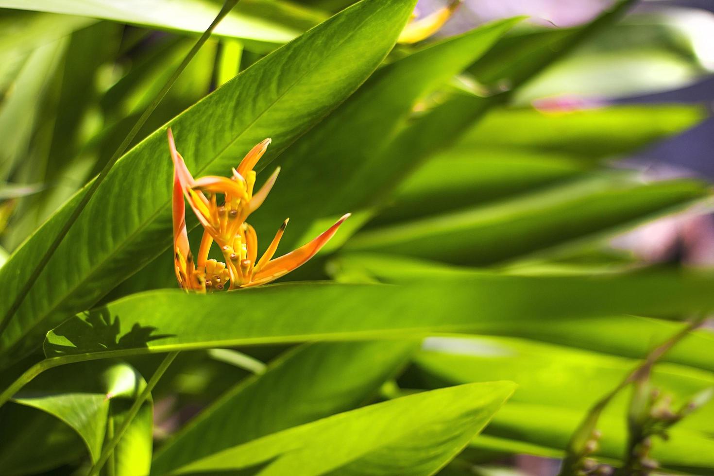 Surface of leaves in the morning with natural light and orange flower. photo