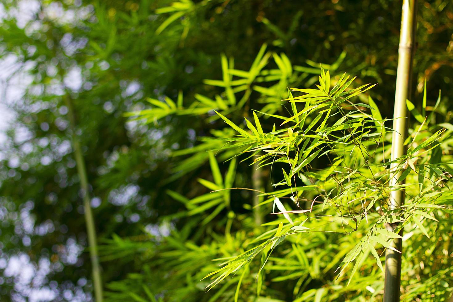 Bamboo of pattern on the surface with light nature. photo