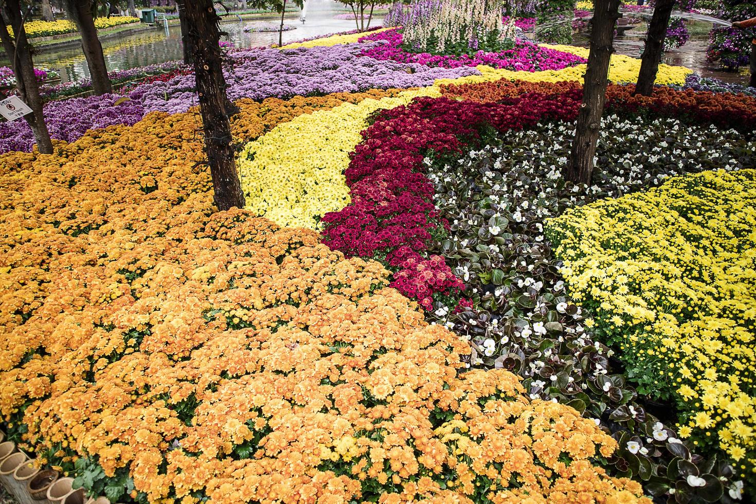 Colorful flowers in the park,Chrysanthemum flower,Marigold flower,Begonia flower. photo