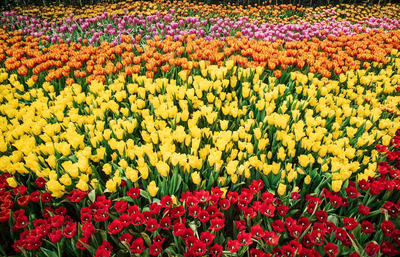 Colorful tulips in the garden with natural light. photo