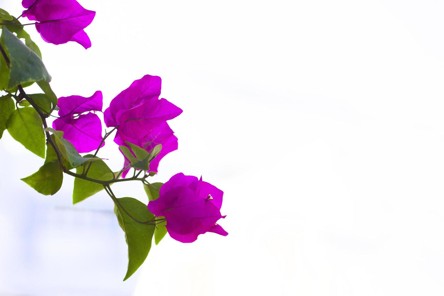 Beautiful Bougainvillea flowers with light texture background. photo