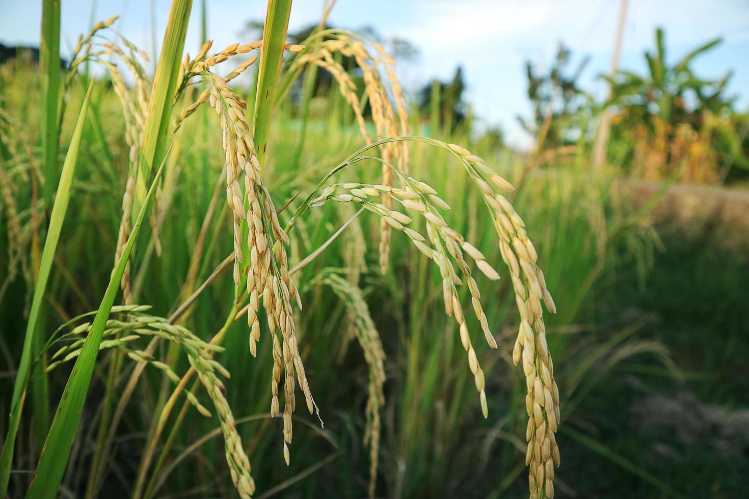 cierra el campo de arroz con naturaleza ligera. foto
