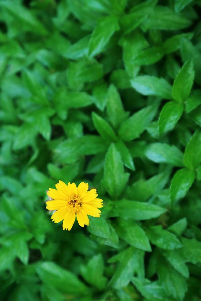 yellow flower in the garden. photo