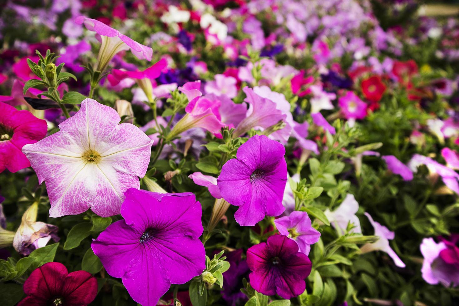 Close up of petunia flowers in the park and blur background. photo