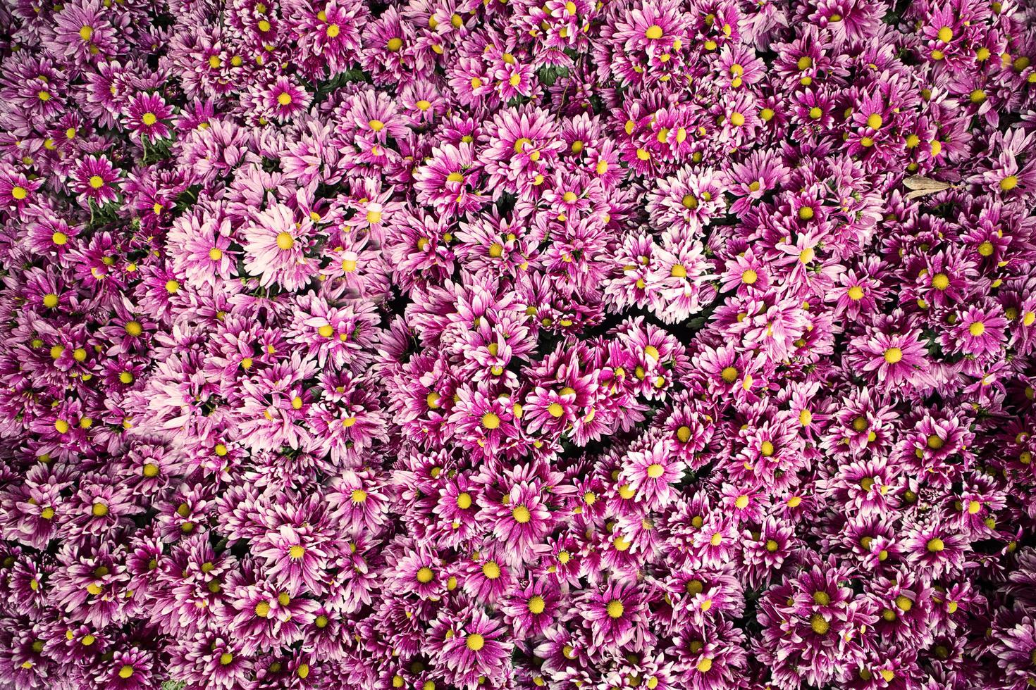 Colorful flowers in the park,Chrysanthemum flower,Marigold flower,Begonia flower. photo