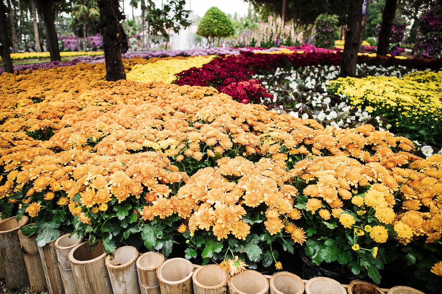 Colorful flowers in the park,Chrysanthemum flower,Marigold flower,Begonia flower. photo